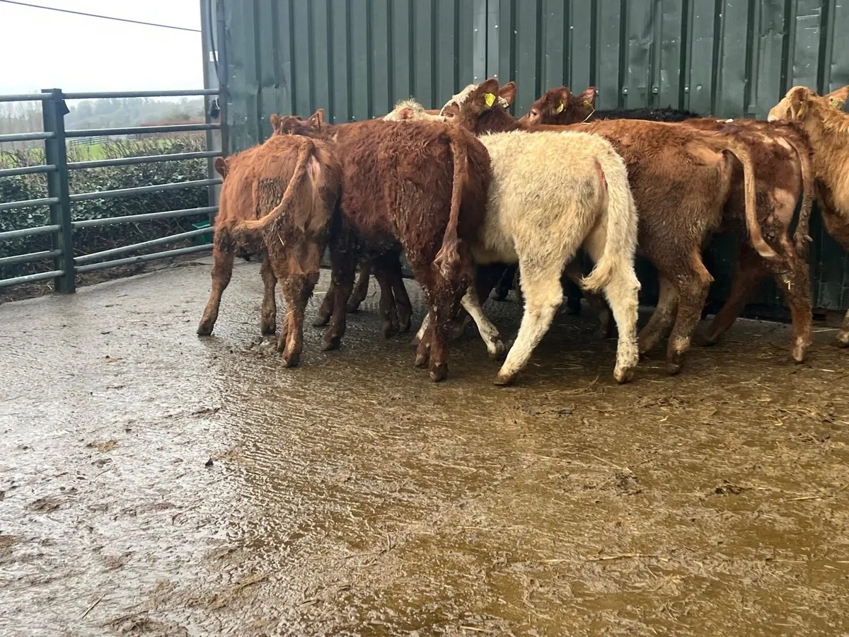 10 super continental weanling heifers - Image 1