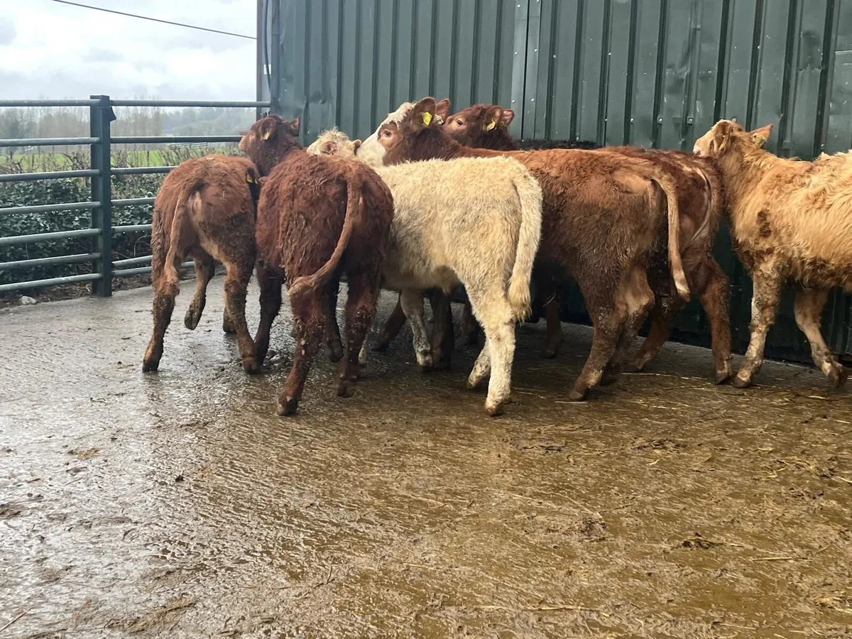 10 super continental weanling heifers - Image 2