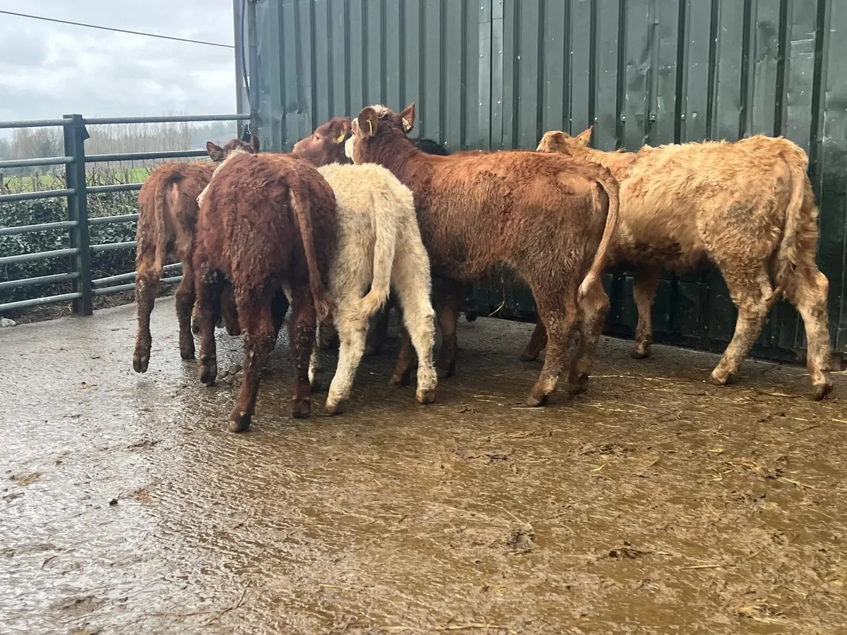 10 super continental weanling heifers - Image 3