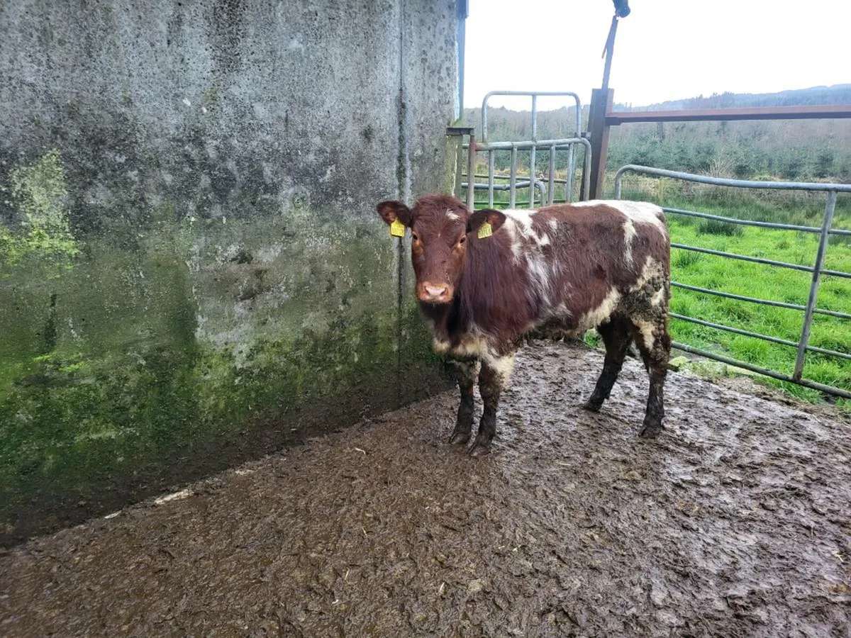 Heifer - Image 1