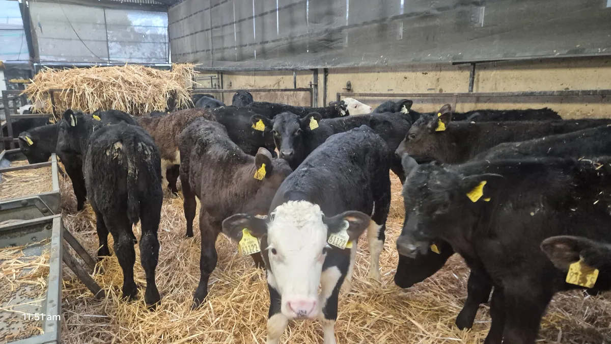 25 Quality Aberdeen Angus bull calves - Image 2