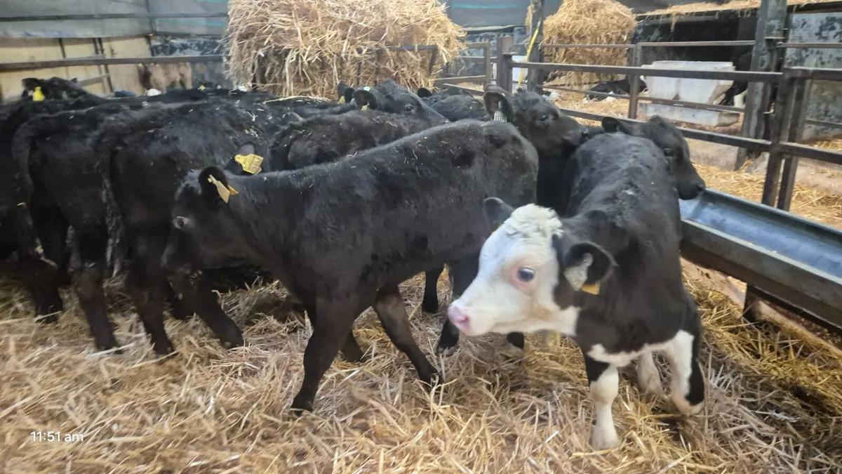 25 Quality Aberdeen Angus bull calves - Image 4