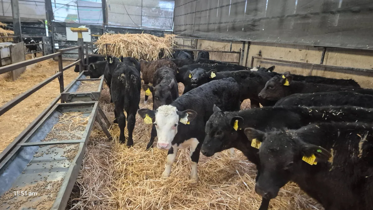 25 Quality Aberdeen Angus bull calves - Image 3