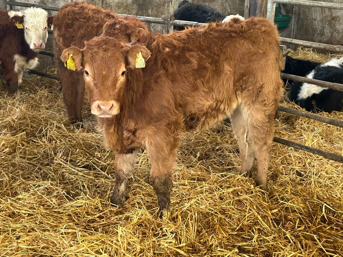 8 smashing runner heifers - Image 3