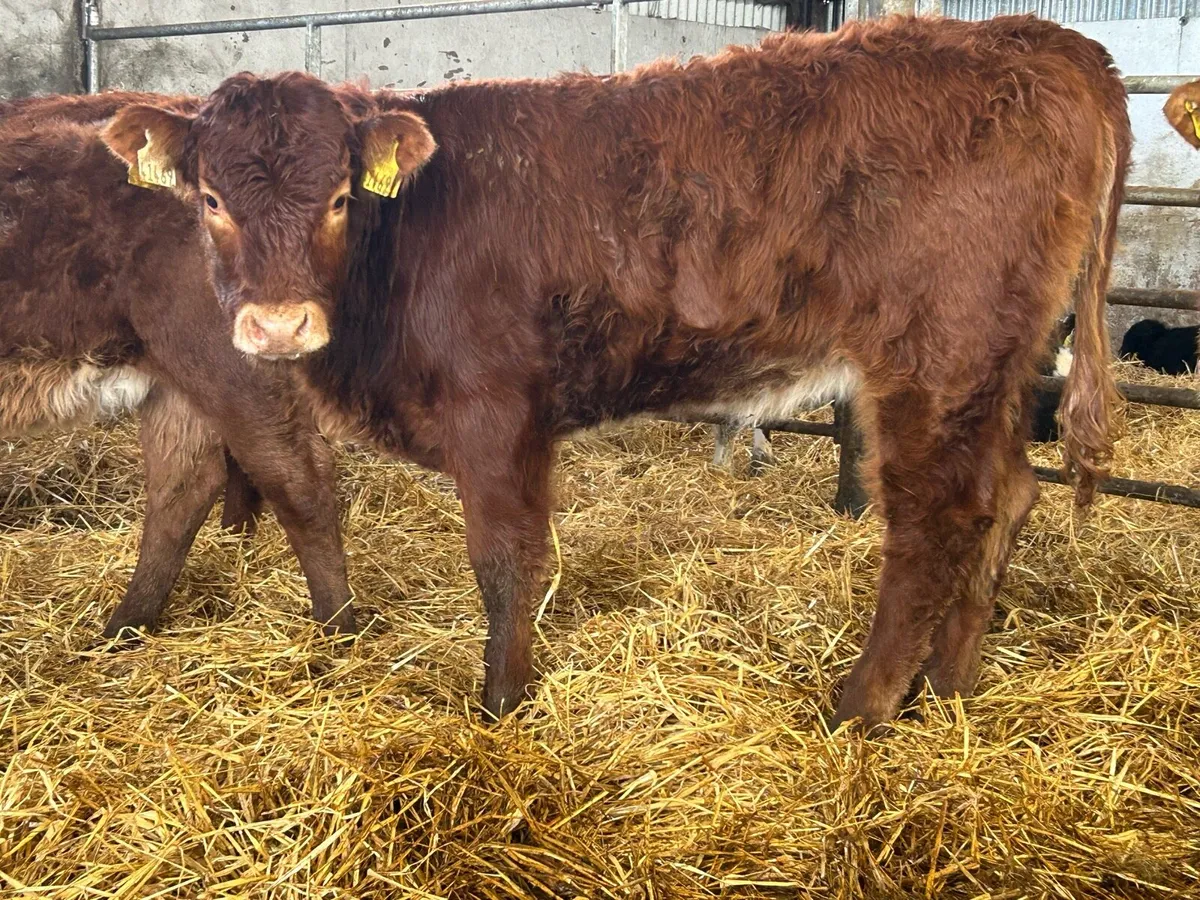 8 smashing runner heifers - Image 4