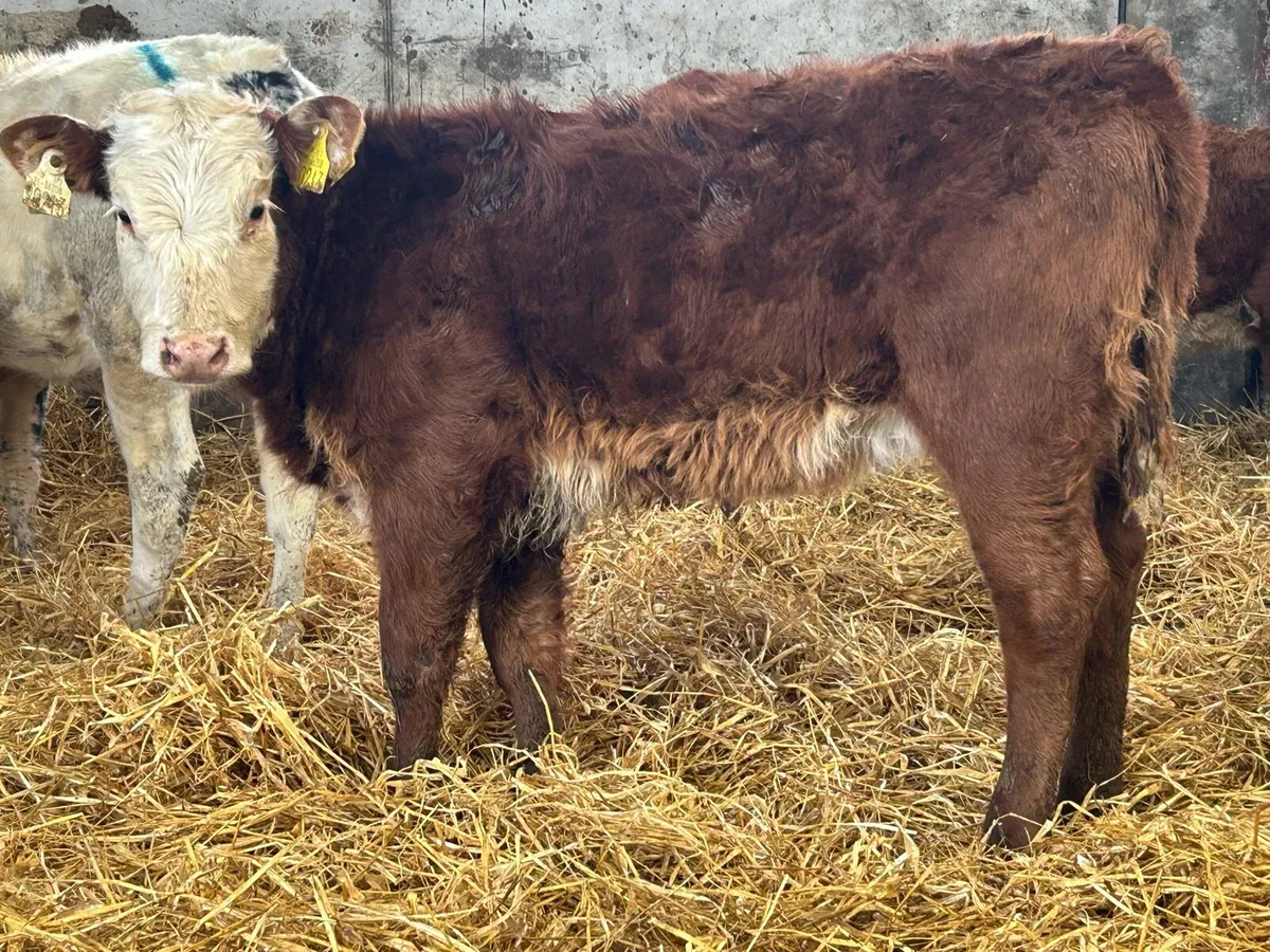 8 smashing runner heifers - Image 2