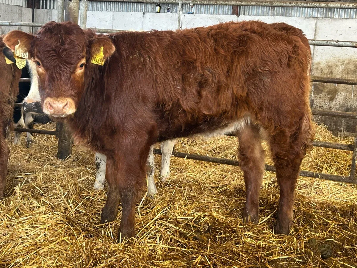 8 smashing runner heifers - Image 1