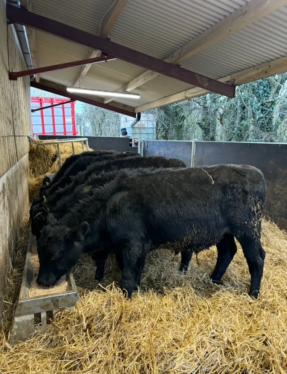 5 super 230kg Angus bulls for sale - Image 1
