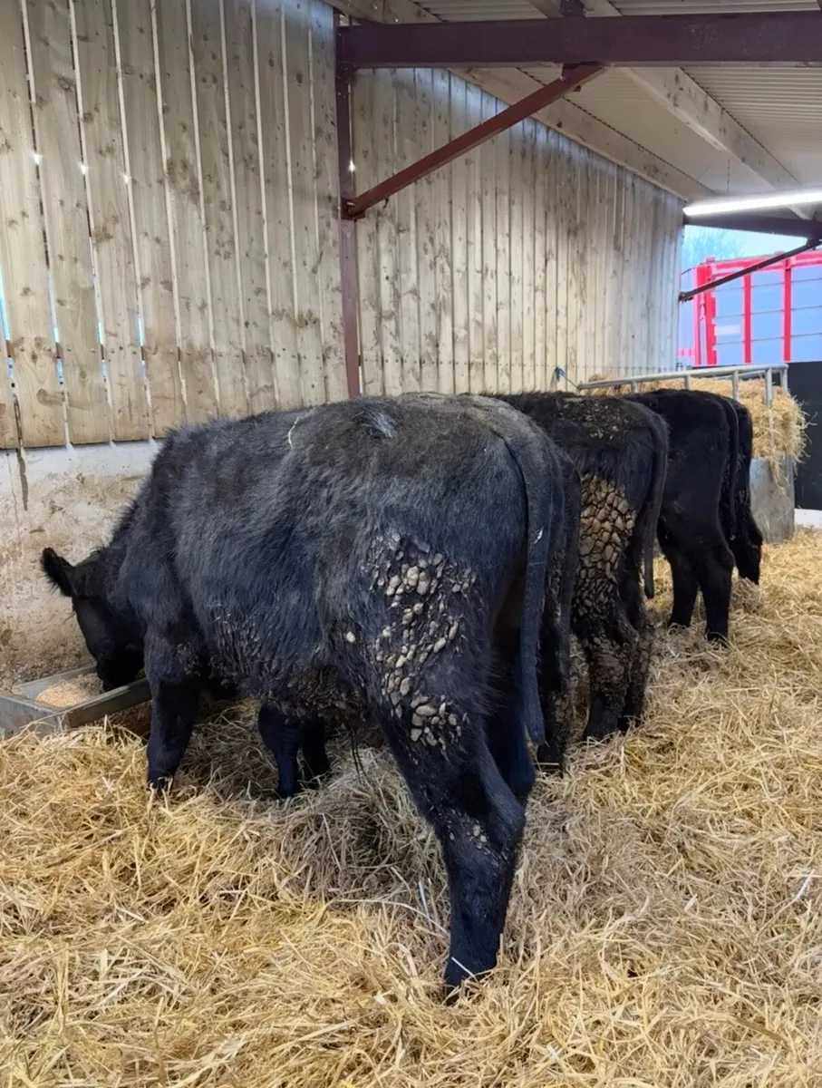 5 super 230kg Angus bulls for sale - Image 2