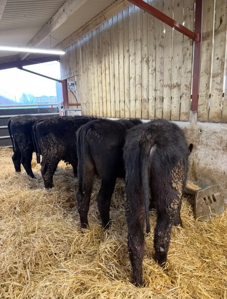 5 super 230kg Angus bulls for sale - Image 3