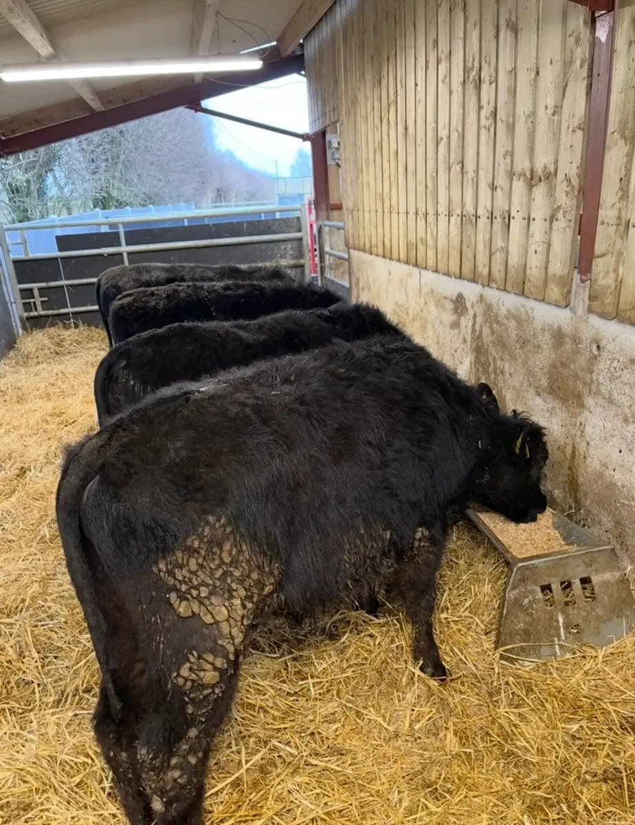 5 super 230kg Angus bulls for sale - Image 4