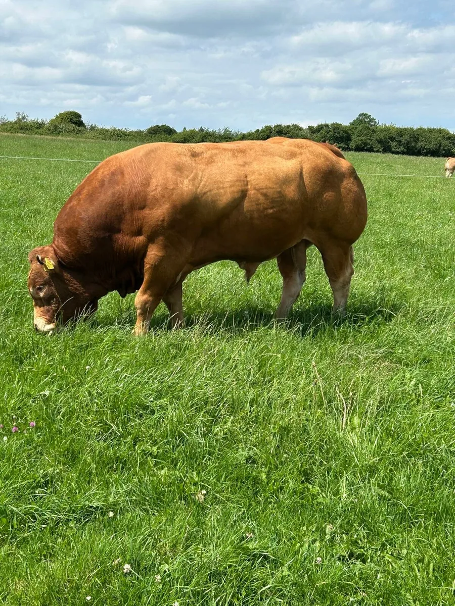 Limousin Bull - Image 1
