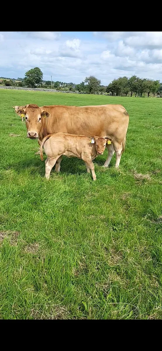 Limousin Bull - Image 2