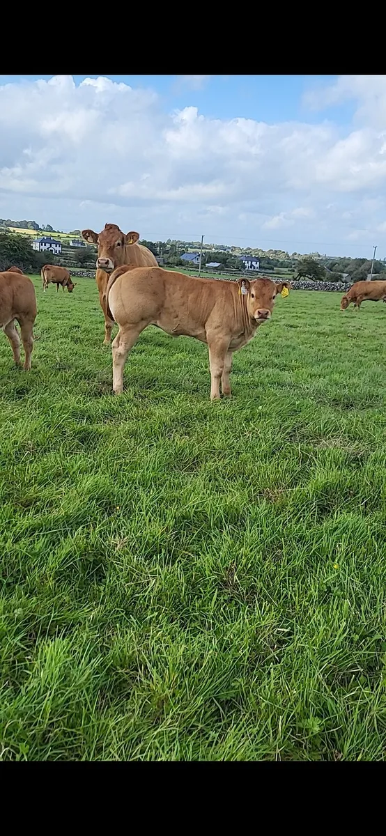 Limousin Bull - Image 3