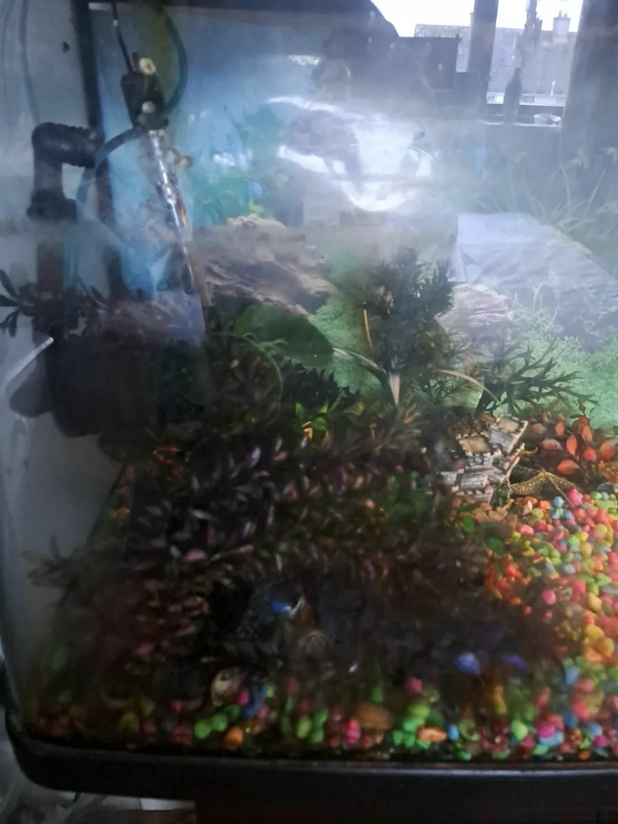 Fish tank - Image 1