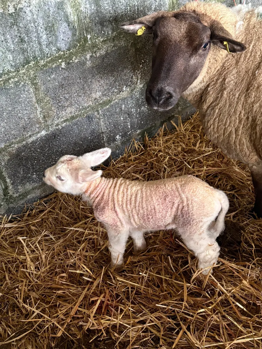 Pet lambs for sale - Image 1
