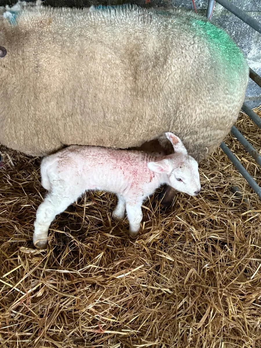 Pet lambs for sale - Image 2