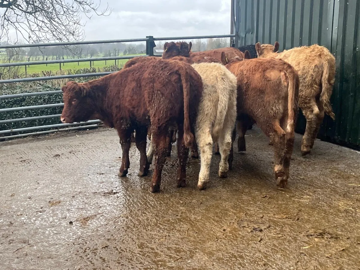 10 super continental weanling heifers - Image 4