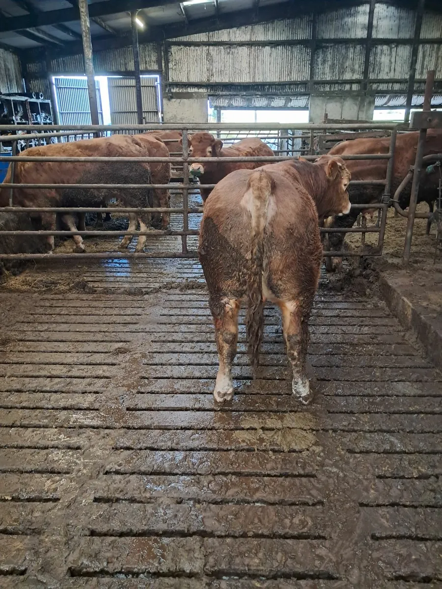 Pbr limousin bull - Image 3