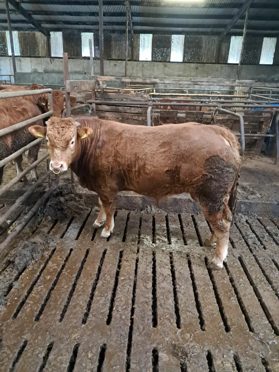 Pbr limousin bull - Image 4