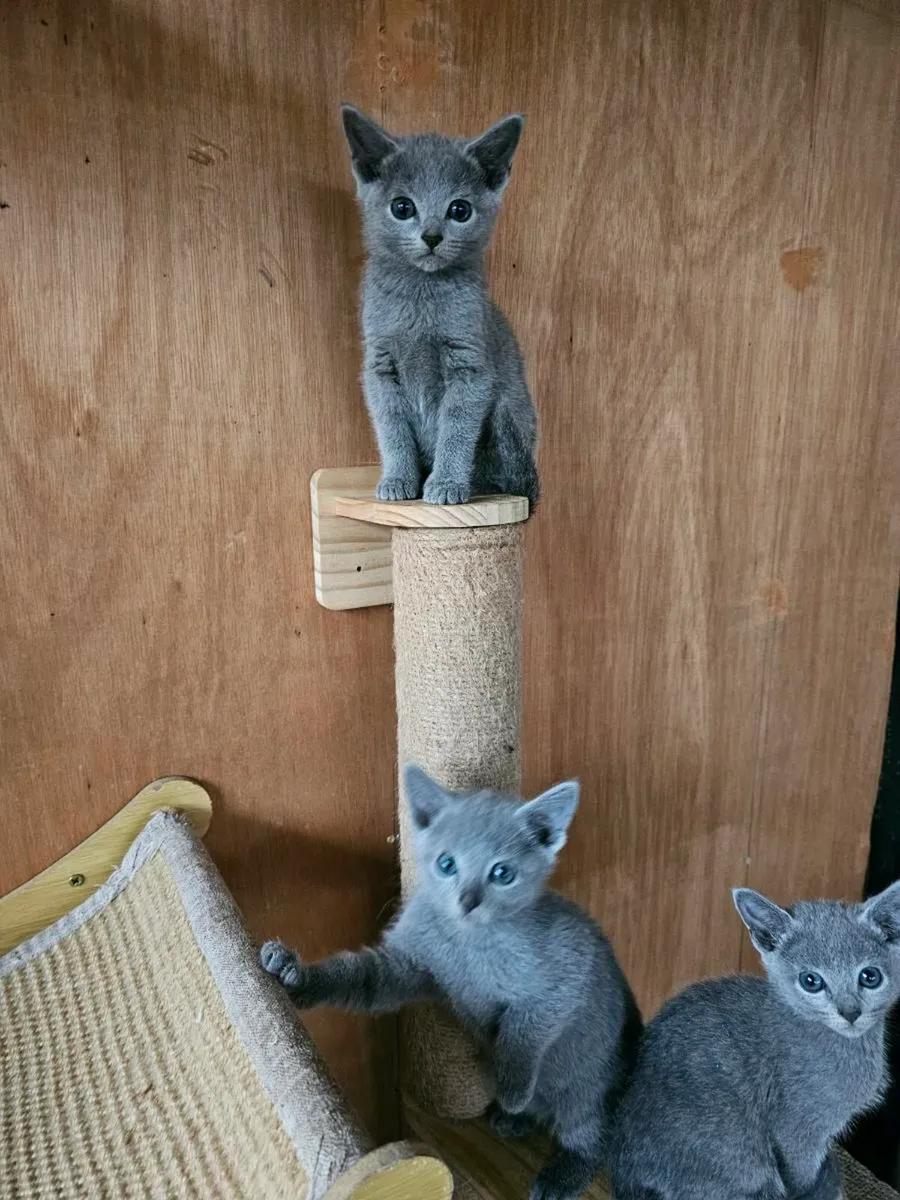 Russian Blue  kittens pedigree and registered TICA - Image 1