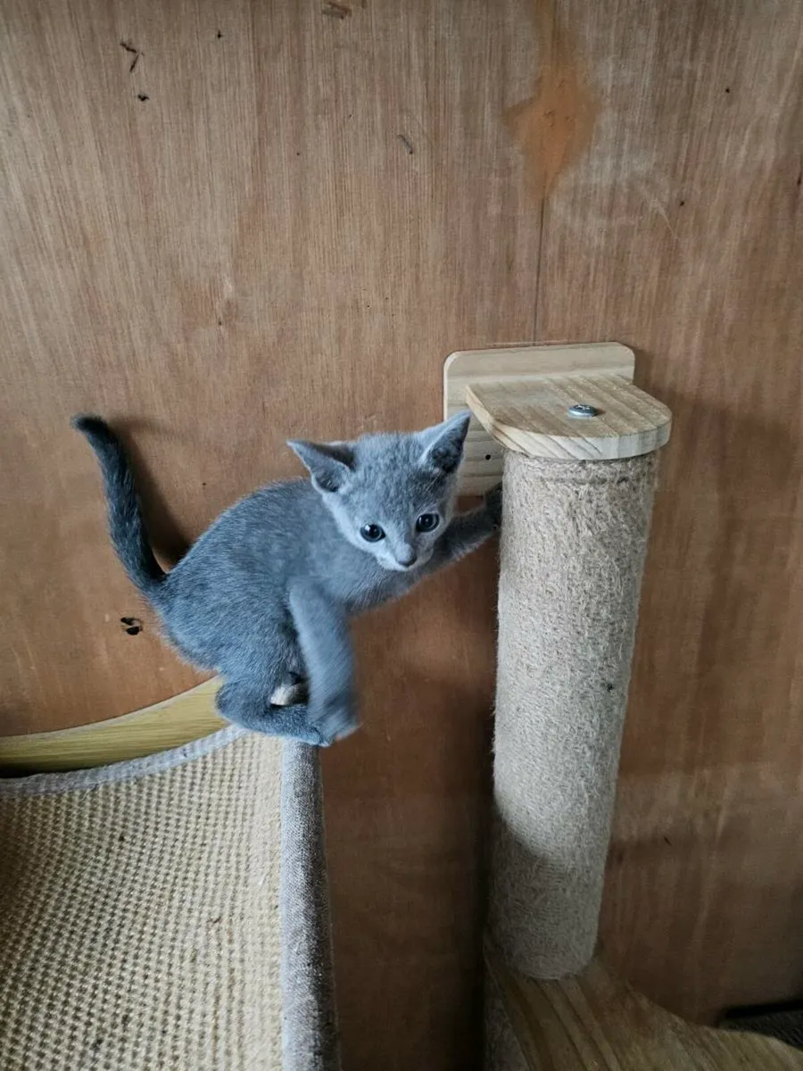 Russian Blue  kittens pedigree and registered TICA - Image 4