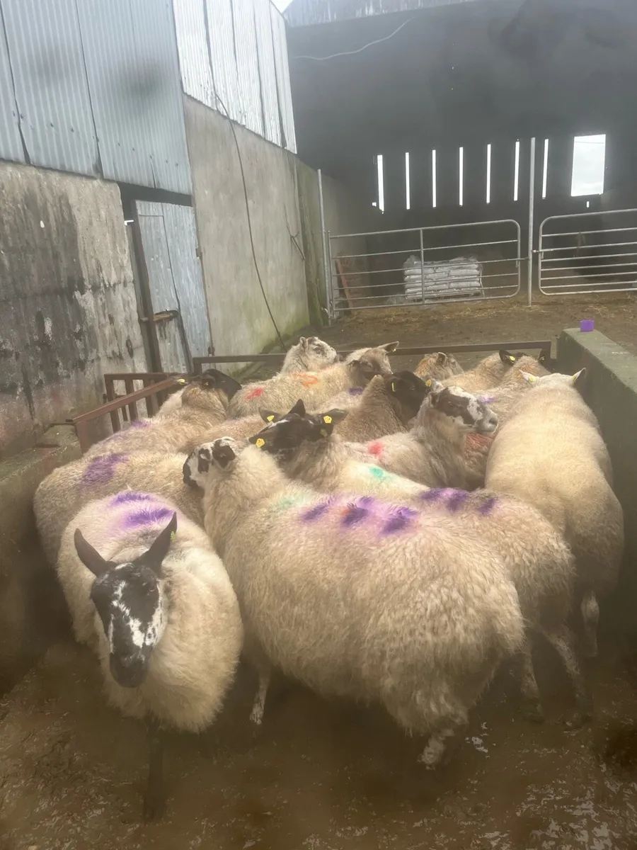 😍15 smashing springing ewes 😍 - Image 2