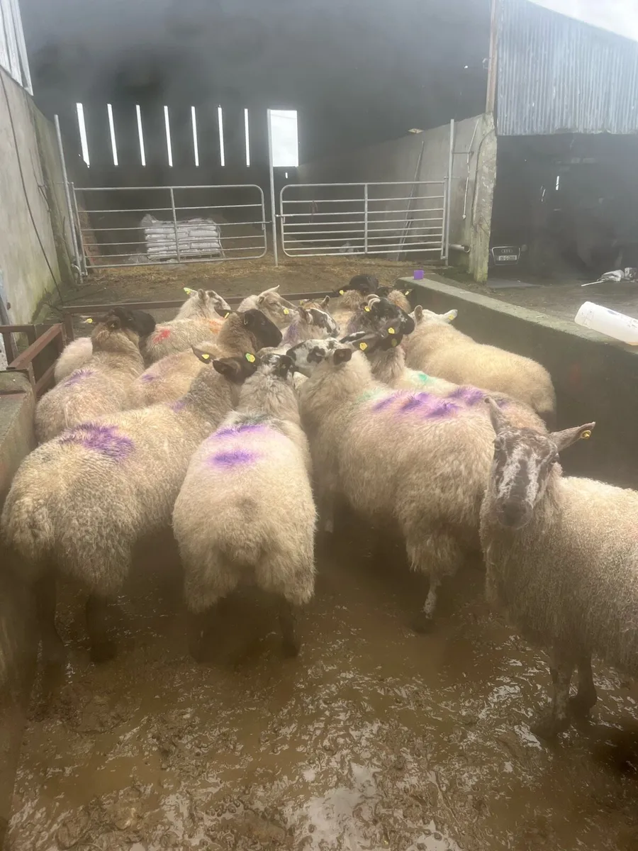 😍15 smashing springing ewes 😍 - Image 3