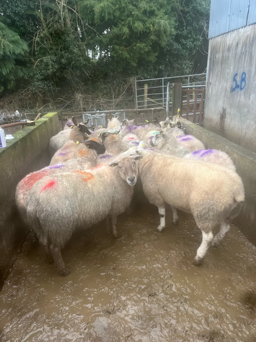 😍15 smashing springing ewes 😍 - Image 4