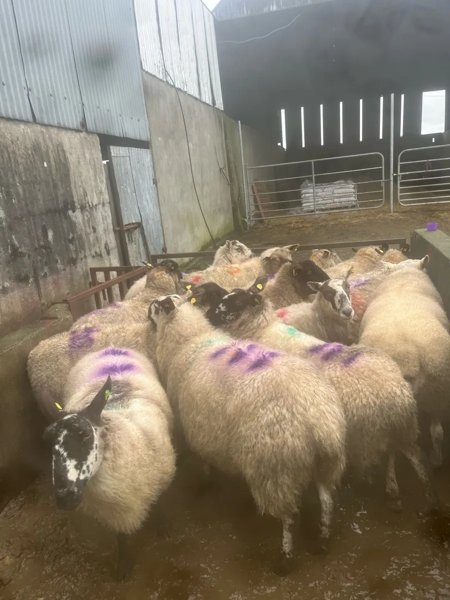 😍15 smashing springing ewes 😍 - Image 1