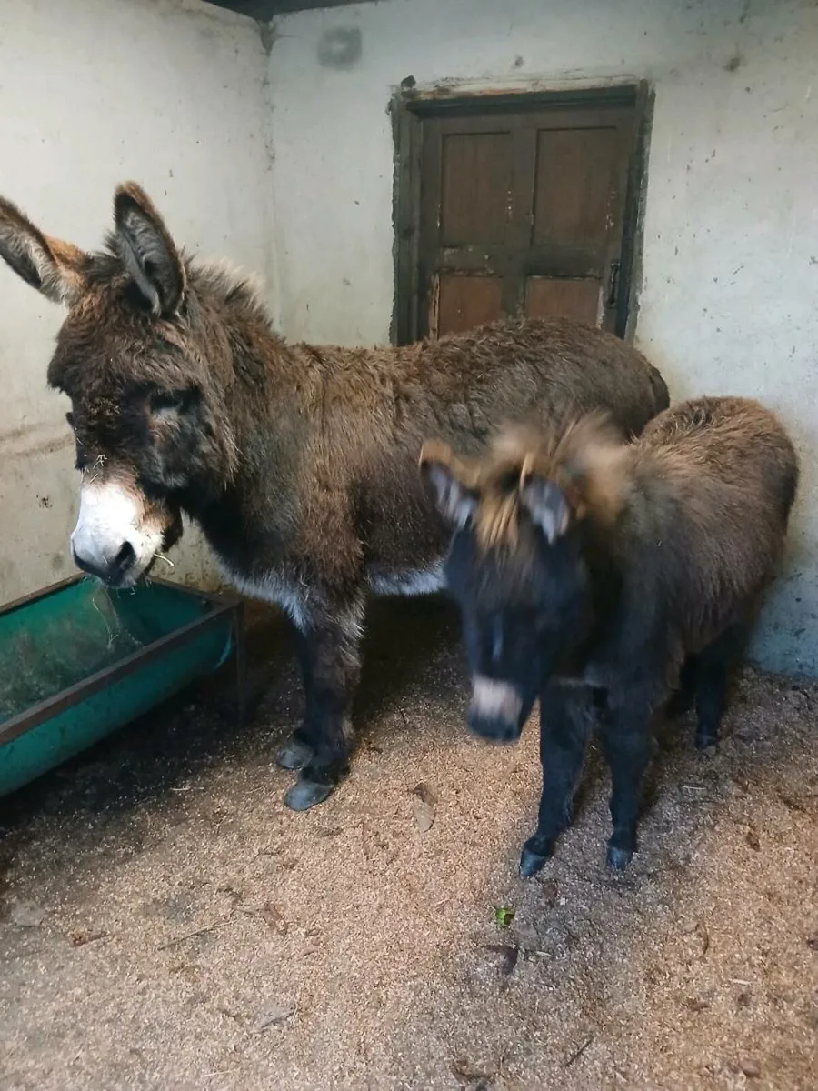 Mother & Daughter donkeys - Image 1