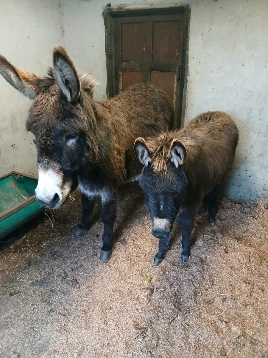 Mother & Daughter donkeys - Image 2