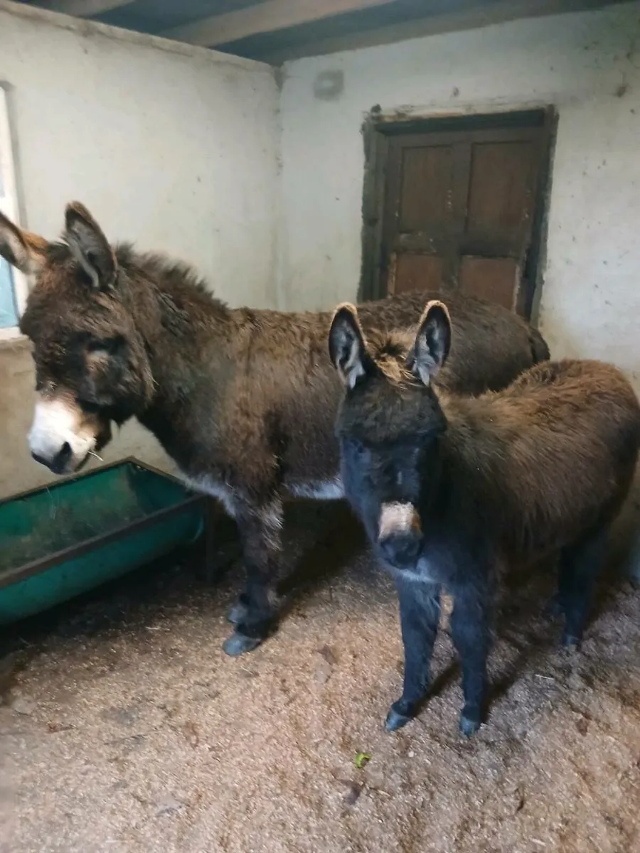 Mother & Daughter donkeys - Image 3