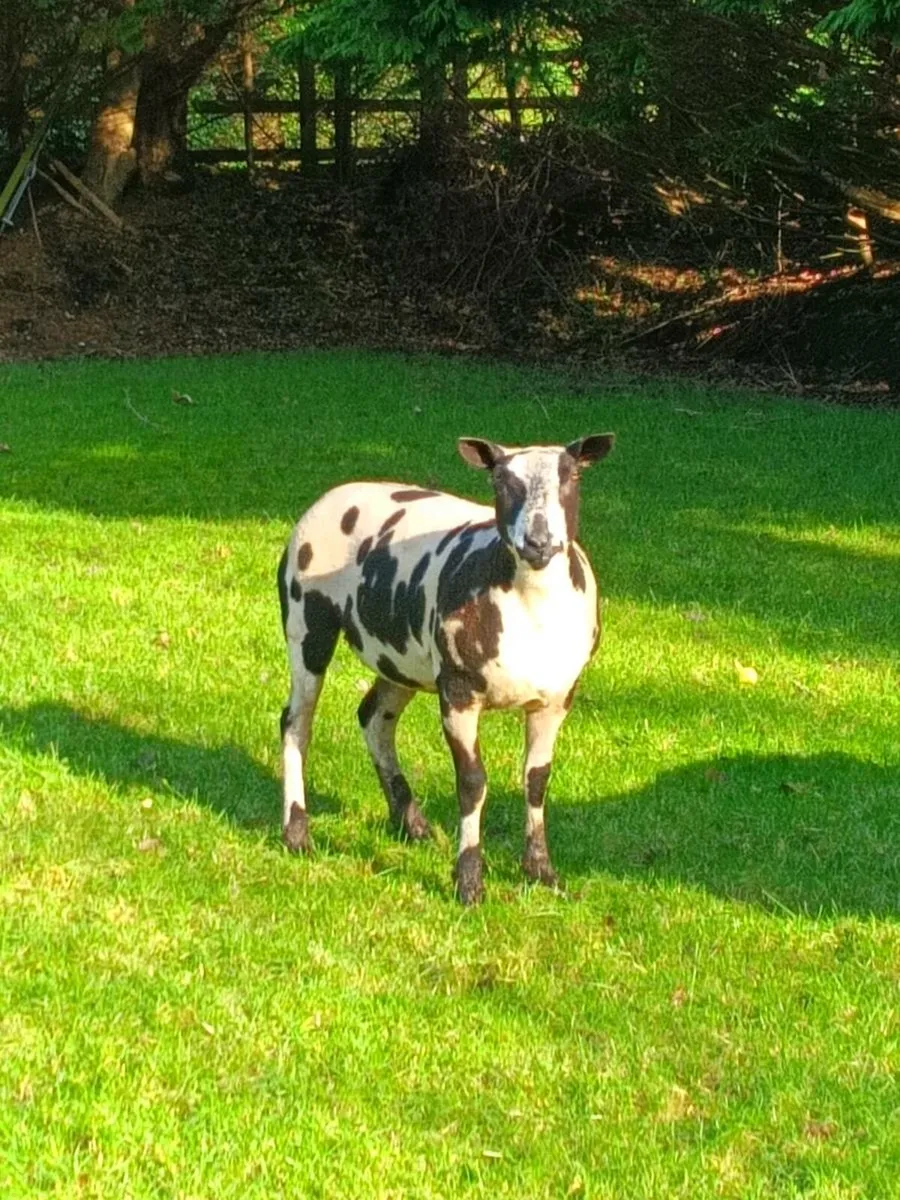 Dutch spotted - Image 1