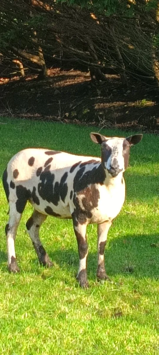 Dutch spotted - Image 2