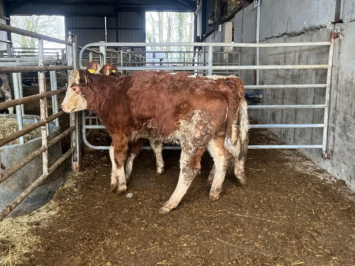 2 purebred registered Simmental heifers - Image 2