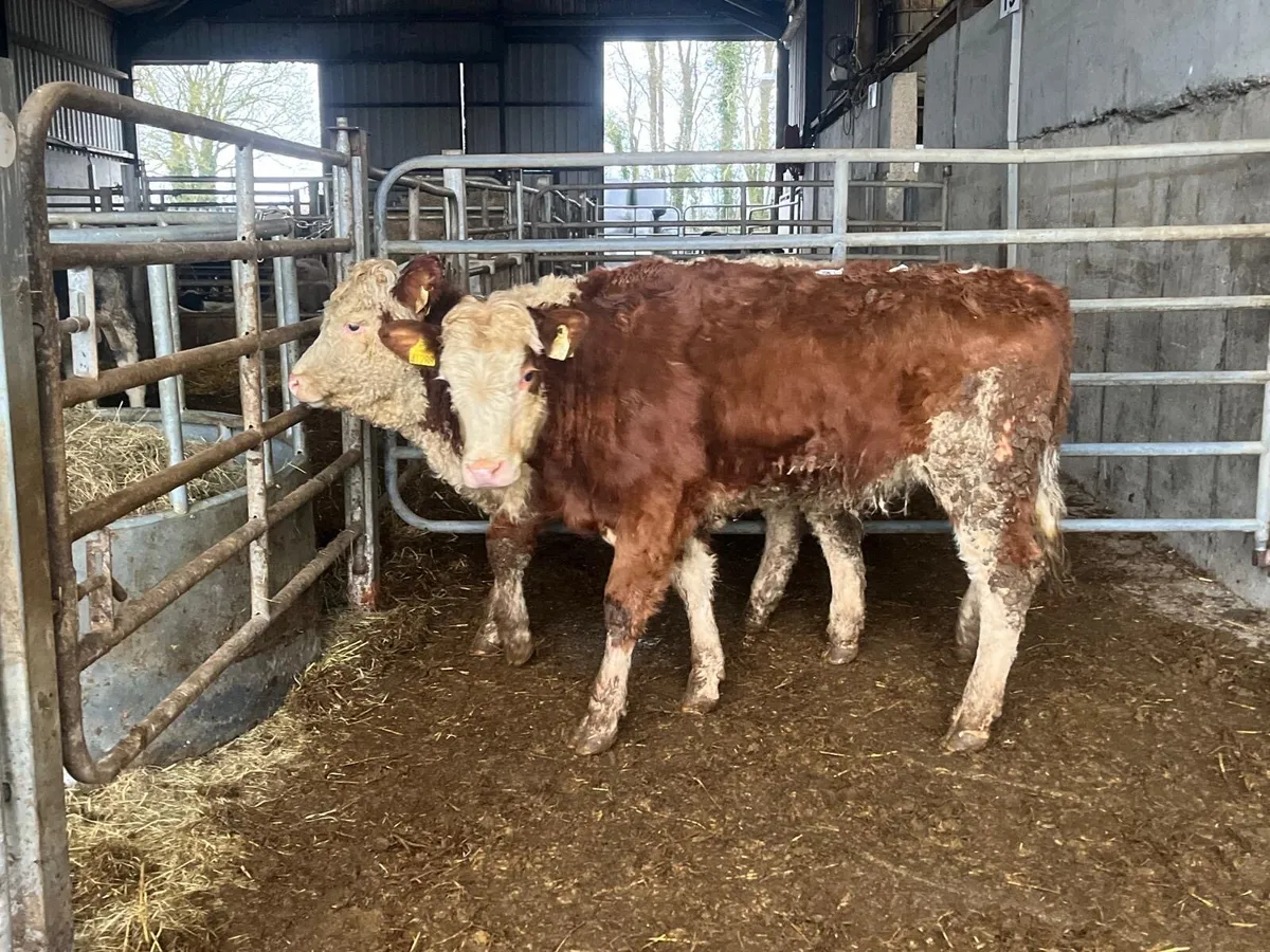 2 purebred registered Simmental heifers - Image 3