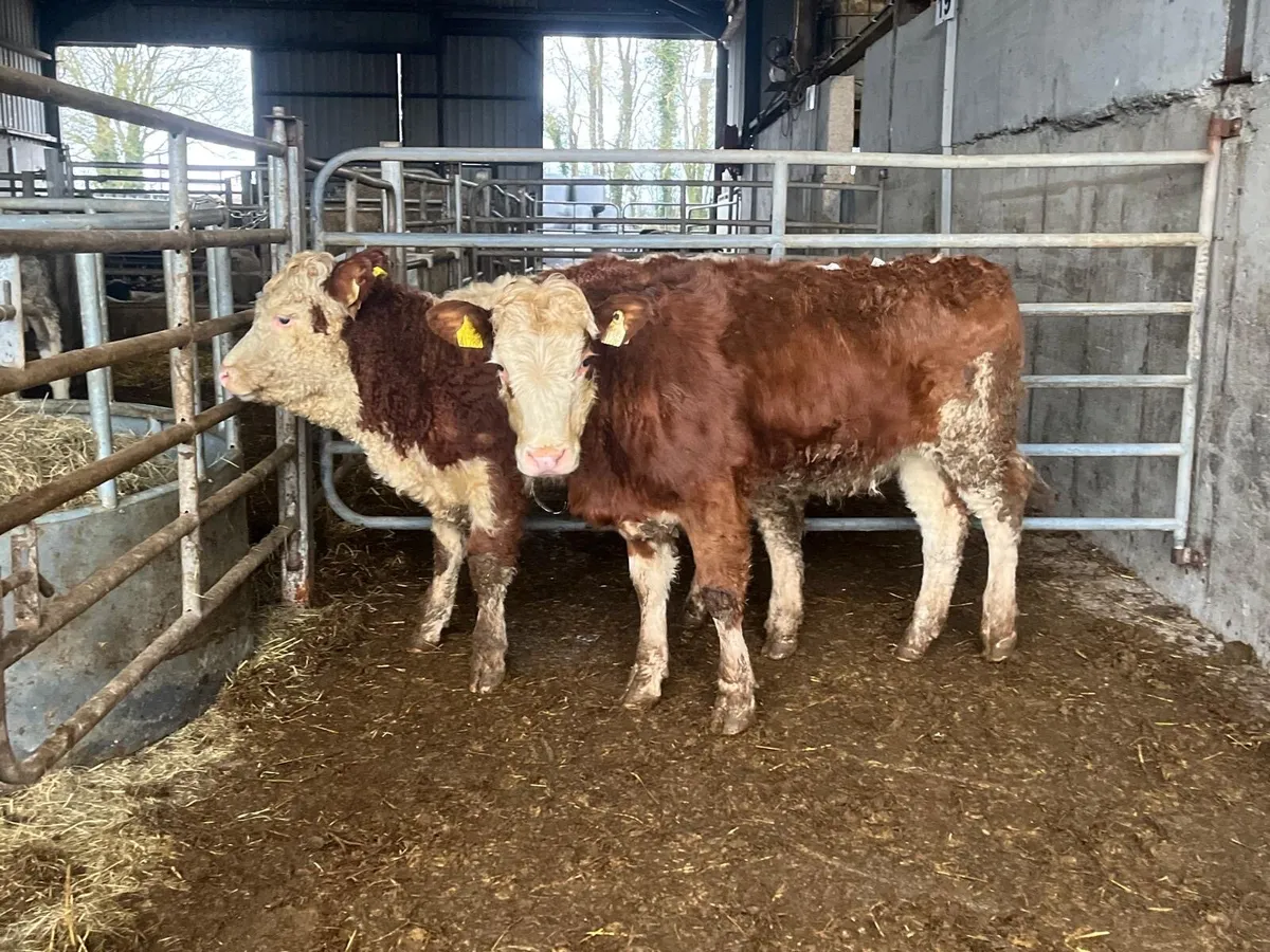 2 purebred registered Simmental heifers - Image 4