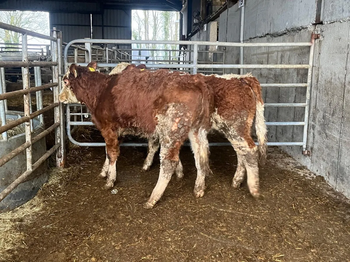 2 purebred registered Simmental heifers - Image 1