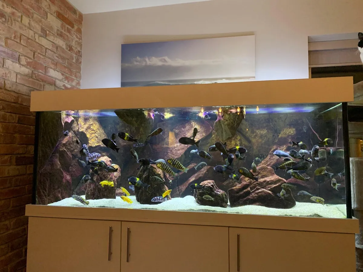 Custom made Aquarium 72”L x 27”H x 30”W 1200L - Image 1