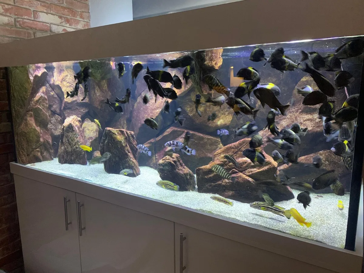 Custom made Aquarium 72”L x 27”H x 30”W 1200L - Image 2