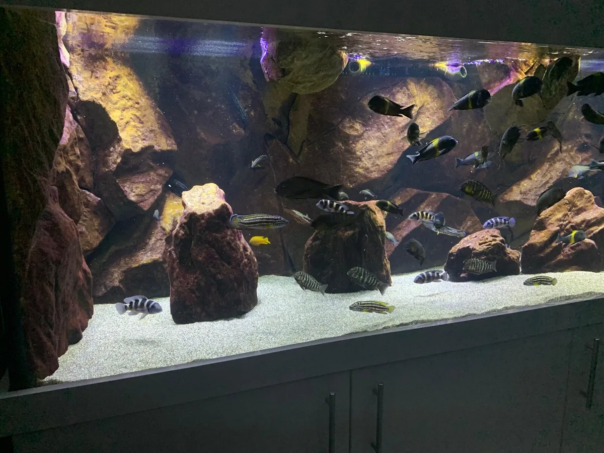Custom made Aquarium 72”L x 27”H x 30”W 1200L - Image 3