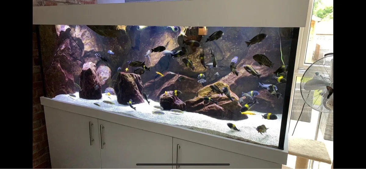 Custom made Aquarium 72”L x 27”H x 30”W 1200L - Image 4
