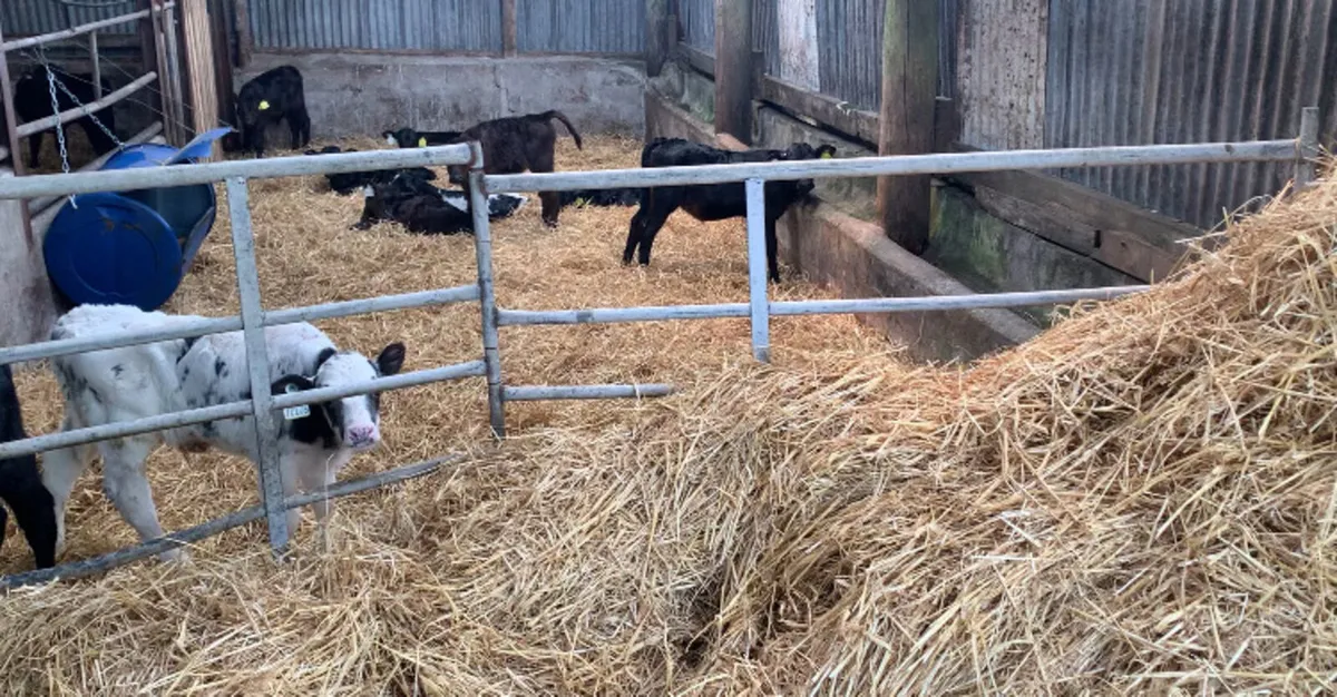 Contract Rearing - Image 2