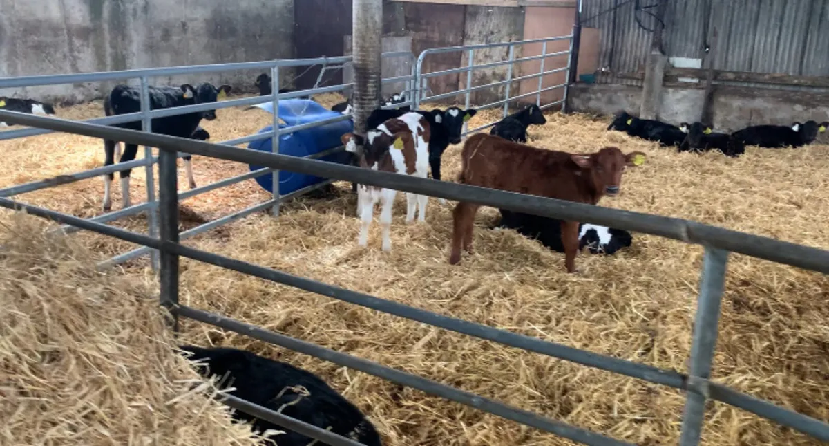 Contract Rearing - Image 4