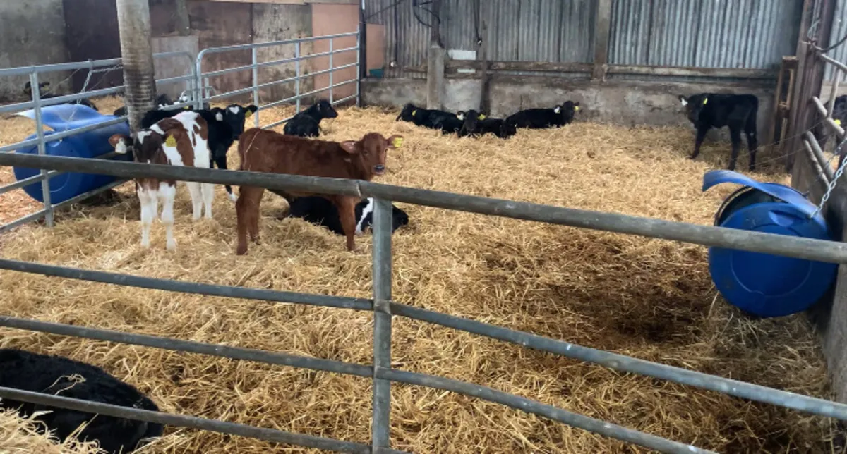 Contract Rearing - Image 3