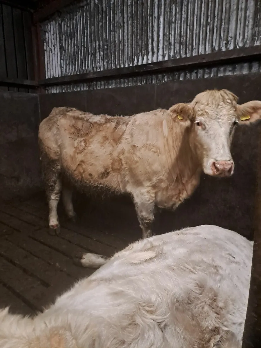 6 Springers for sale this Saturday in Balla Mart - Image 2