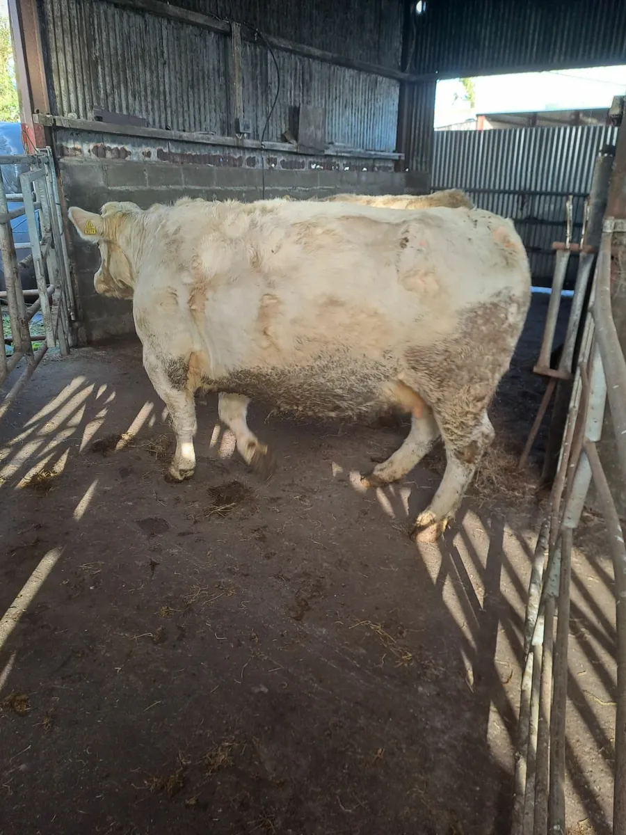 6 Springers for sale this Saturday in Balla Mart - Image 4