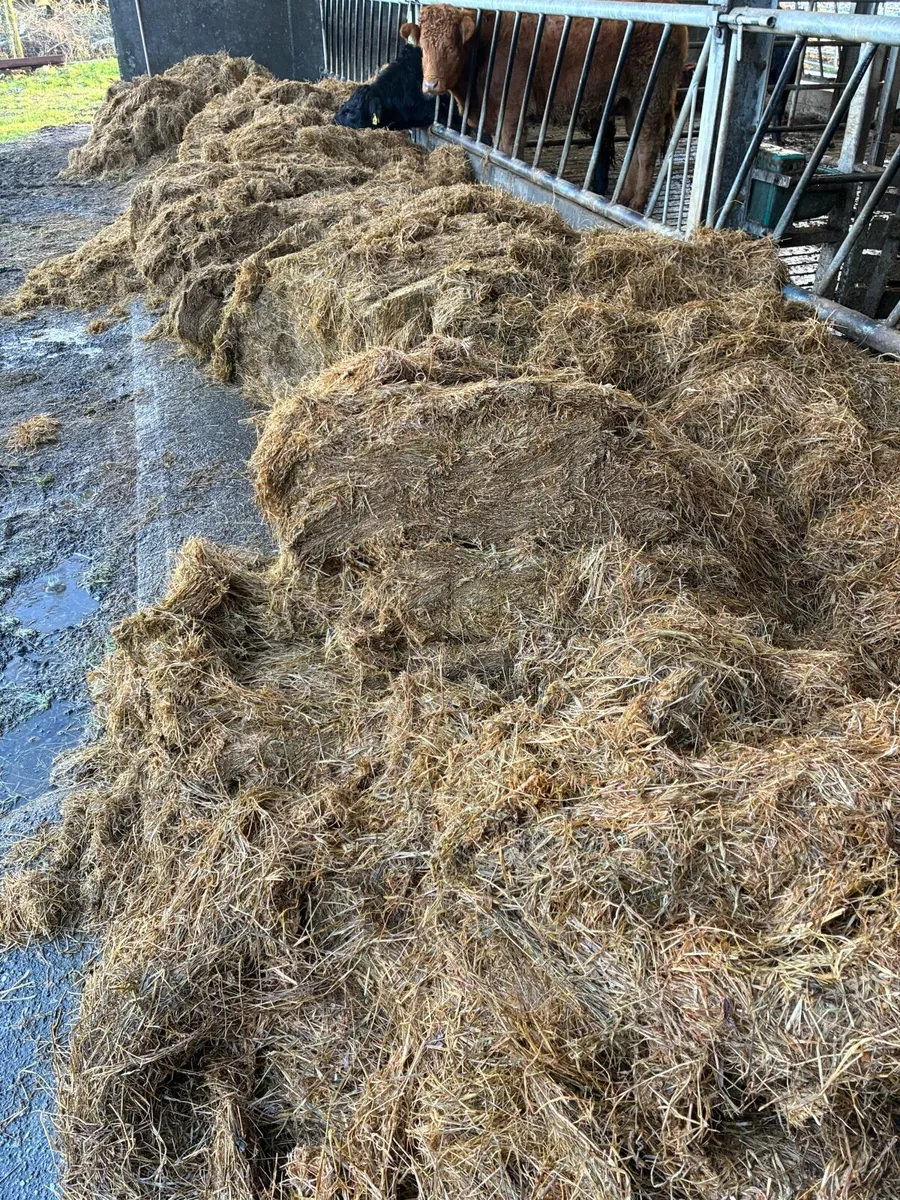 Bales of silage - Image 1