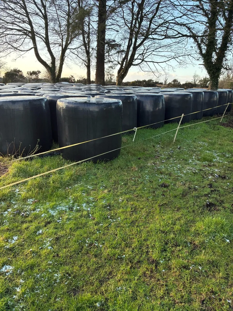Bales of silage - Image 3